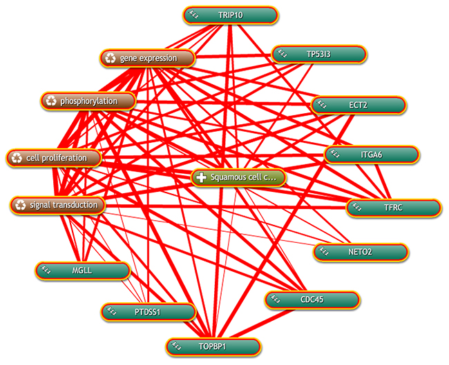 Inter-relationship of candidate genes with ESCC was determined by text mining using Coremine Medical.