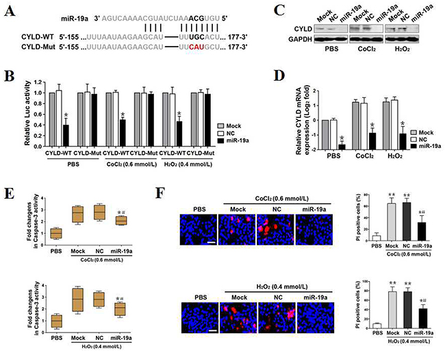 MiR-19a directly targets CYLD and antagonizes OS-initiated apoptosis.