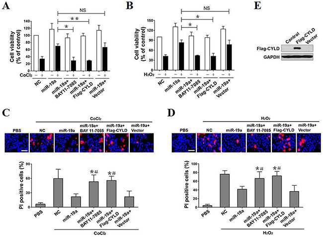 CYLD repression and NF-&#x03BA;B transactivation promotes the resistant phenotypes of miR-19a in OS-initiated apoptosis.