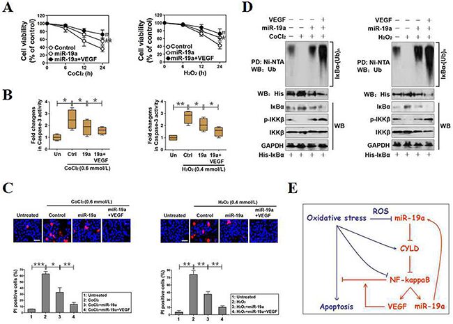 MiR-19a functions as a potential therapeutic target for cell survival under OS.