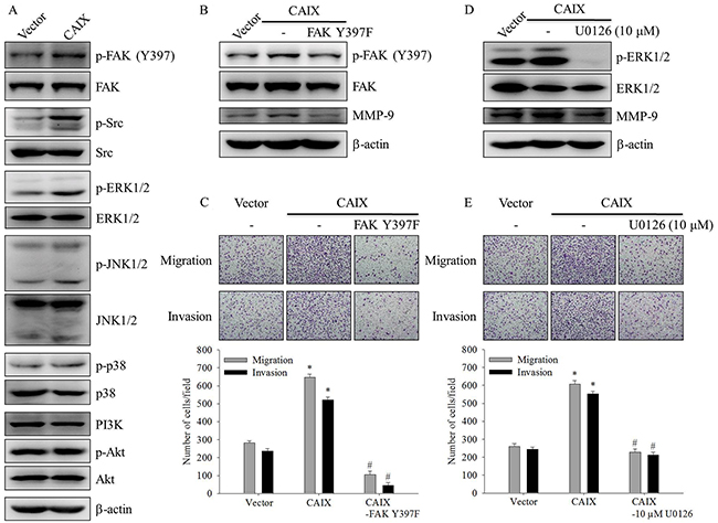 The FAK/Src and ERK signaling pathways are crucial for CAIX-induced MMP-9 upregulation and cell migration and invasion.