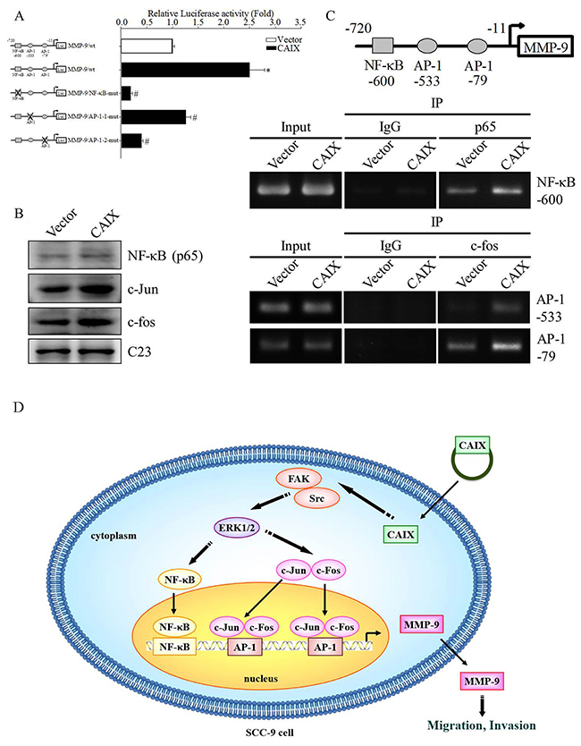 Transcription factors NF-&kappa;B and AP-1 are essential for CAIX-dependent MMP-9 expression.