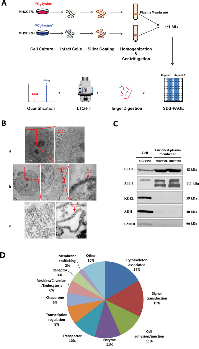 Proteome analysis of plasma membrane proteins from MHCC97L and MHCC97H cells.