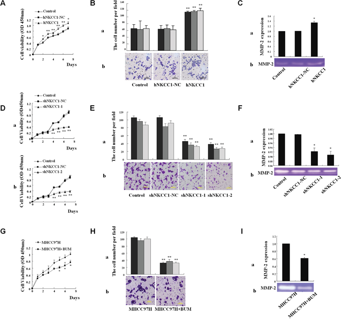 Effects of NKCC1 overexpression/knockdown and inhibitor treatment on HCC cell growth, invasion, and MMP-2 activity in vitro.
