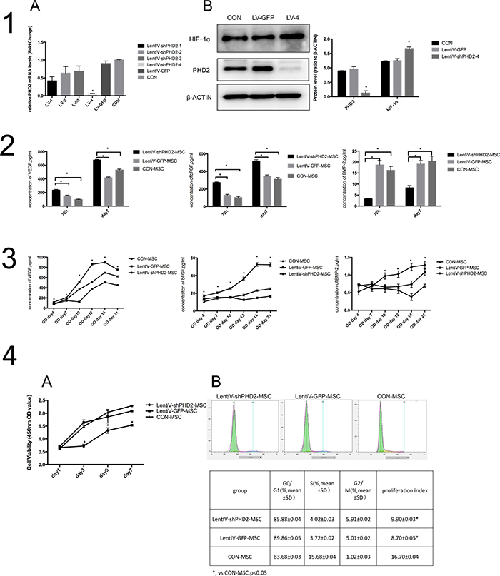 Biological behaviors of BMMSCs after PHD2 gene silencing in vitro.