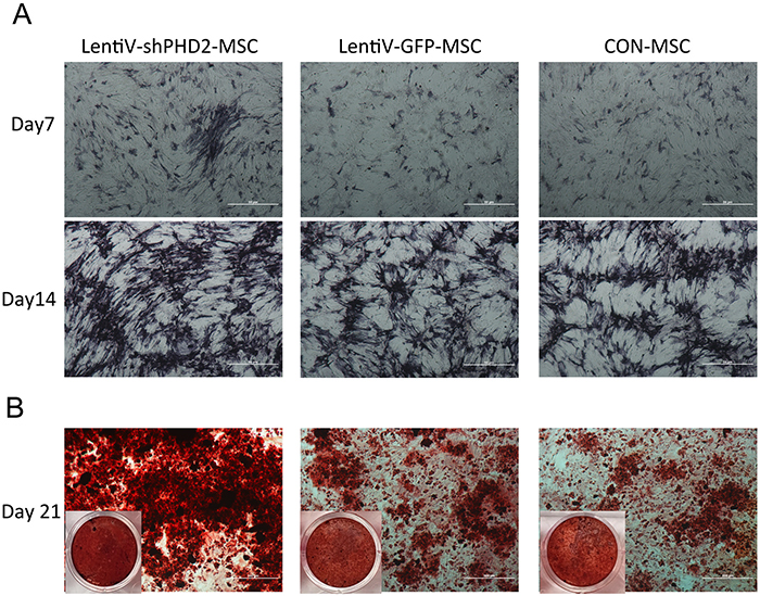 Alkaline phosphatase and alizarin red staining during the osteogenic induction.