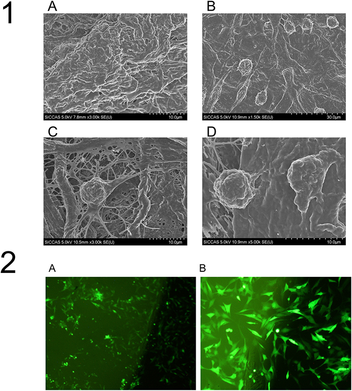 The surface structure of the tissue-engineered compounds by SEM.