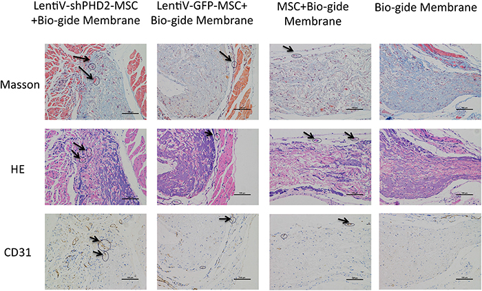 Histological observation of the tissue-engineered compound implanted subcutaneously in nude rats.