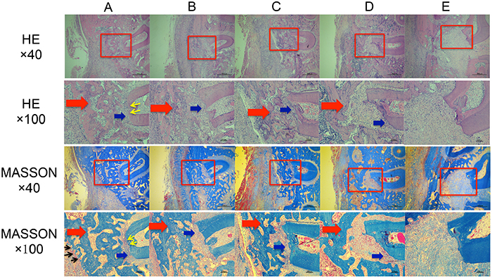 Histological observation of the repair of periodontal tissue defects in different groups.