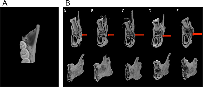 Micro-CT analysis of the repair of periodontal tissue defects in different groups.