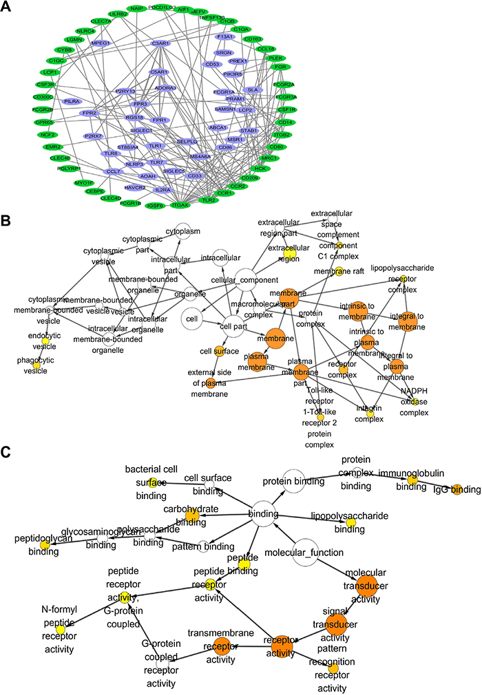 Protein interaction and gene ontology consortium analysis between genes that co-expressing with CD163 in cancer tissues.