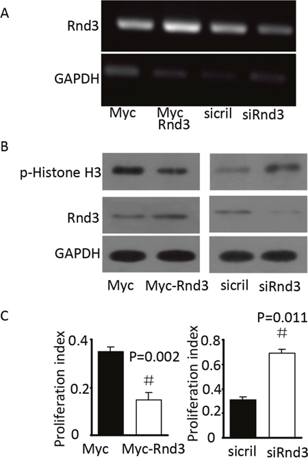 Rnd3 decreased p-His H3 protein levels in vitro.