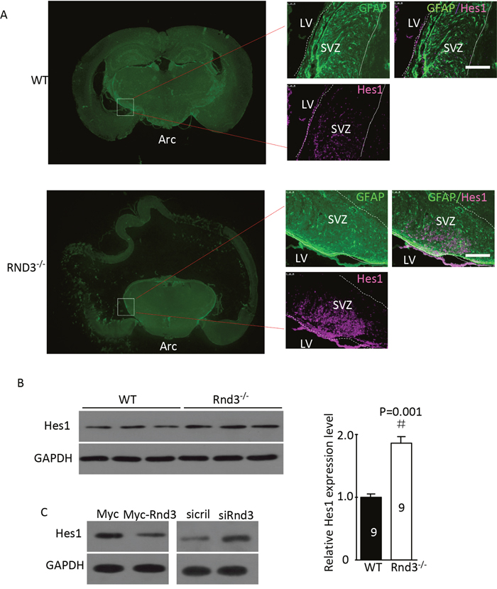 Rnd3 knockout activated Notch signaling, and Rnd3 overexpression inhibited Notch signaling.