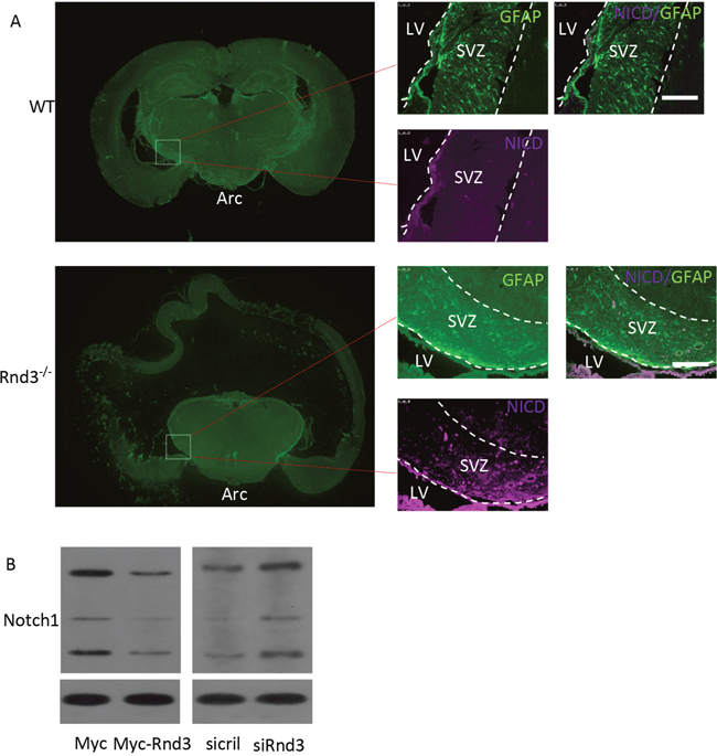 Rnd3 inhibited Notch signaling by decreasing Notch intracellular domain (NICD) expression levels.