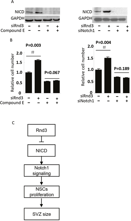 NICD knockdown diminished Rnd3 deficiency-induced NSCs proliferation.