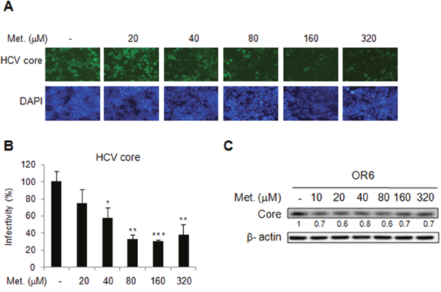 Effects of metformin on HCV replication in OR-6 cells HCV core protein expression was determined in OR-6 cells treated with different doses of metformin for 48 h.