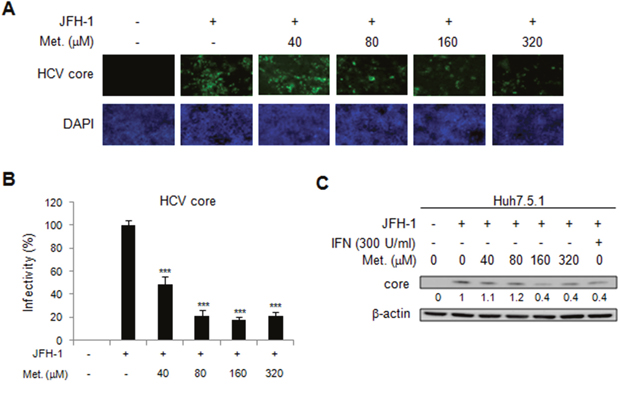 Effects of metformin on HCV replication in JFH-1 infected Huh 7.5.1 cells.
