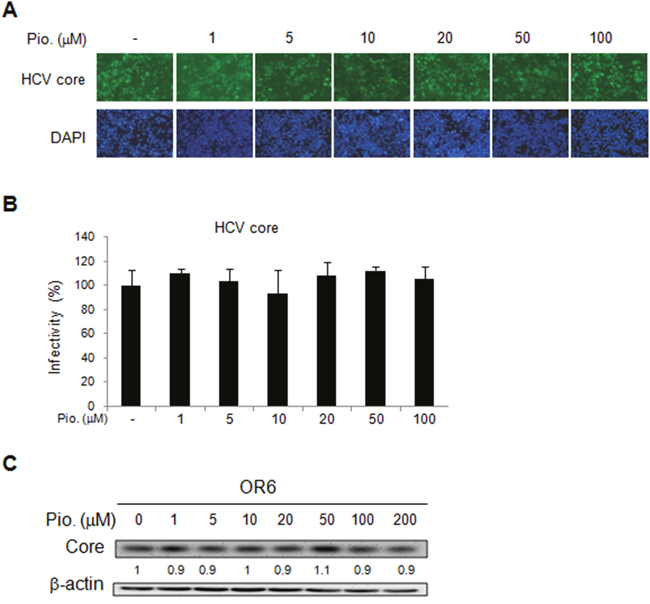 Effects of pioglitazone on HCV replication in OR-6 cells.