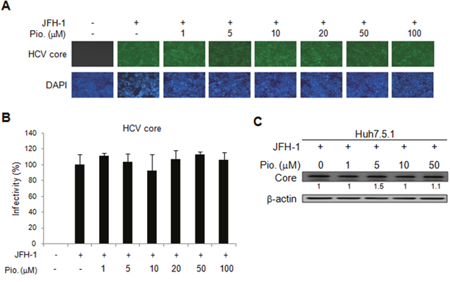 Effects of pioglitazone on HCV replication in JFH-1 infected Huh 7.5.1 cells.