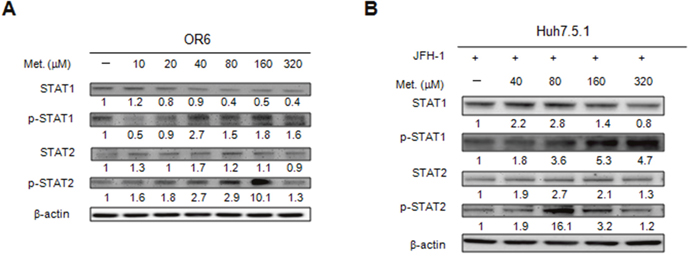 Effects of metformin on type I IFN signaling pathway.