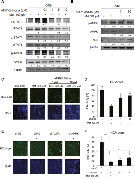 Metformin activates IFN signaling pathway in an AMPK dependent manner.