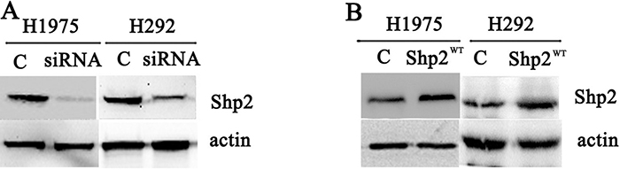 Transfection of Shp2 siRNA and Shp2WT cDNA decreased and increased cellular Shp2 expression, respectively.