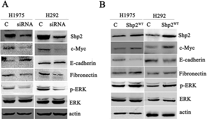 Shp2 expression enhances c-Myc expression and EMT.