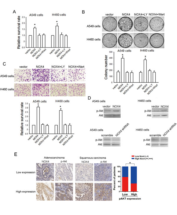 NOX4 promotes NSCLC progression through activating PI3K/Akt pathway