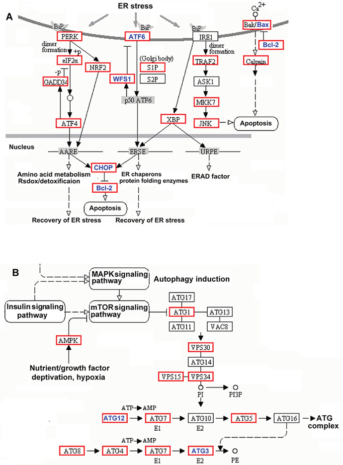 KEGG pathway classification of differentially expressed genes.