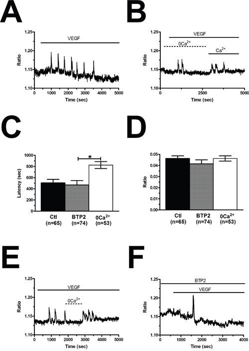 VEGF-induced intracellular Ca2+ oscillations are triggered by endogenous Ca2+ release and maintained by store-operated Ca2+ entry.