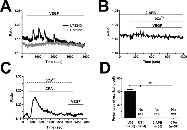 VEGF-induced intracellular Ca2+ oscillations are initiated by the PLC&#x03B3;/InsP3 pathway in breast cancer-derived endothelial colony forming cells.