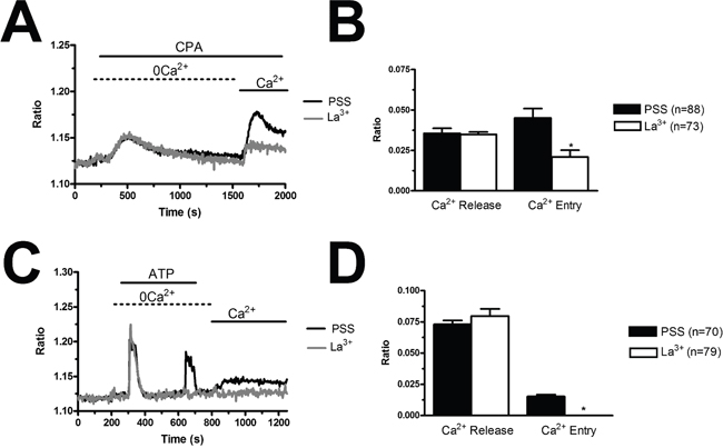 La3+ inhibits store-dependent Ca2+ entry in breast cancer-derived endothelial colony forming cells.