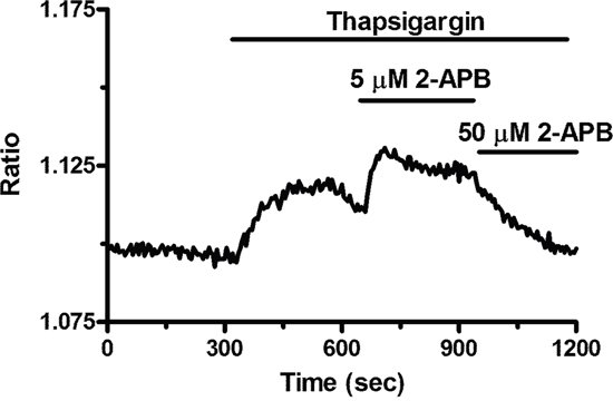 2-APB exerts a dose-dependent effect on store-operated Ca2+ entry in breast cancer-derived endothelial colony forming cells.