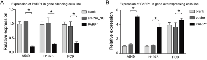 The effects of overexpressing or silencing plasmids on the PARP1 expression.