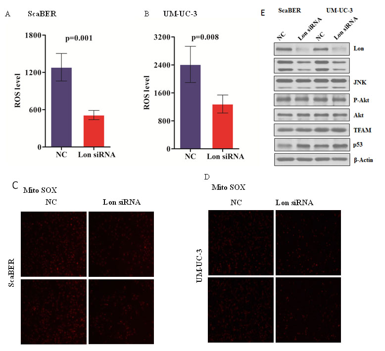 Down-regulation of Lon decreased mitochondrial ROS production as well as c-Jun N-terminal kinases (JNK) activation.