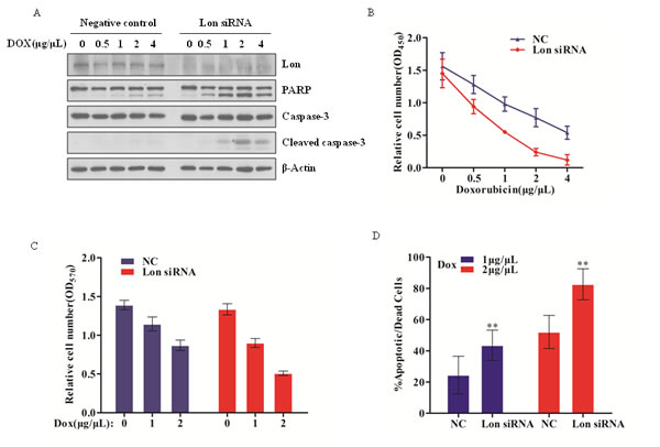 Lon depletion enhances chemosensitivity of bladder cancer cells by facilitating caspase-dependent apoptosis.