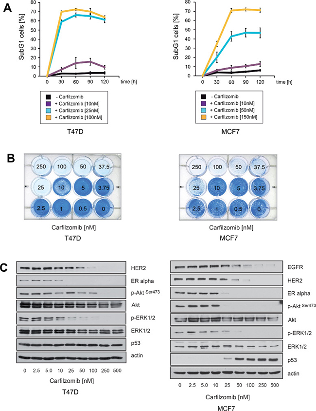 Carfilzomib down-regulates ER&#x03B1; expression and induces cell death in ER+ breast cancer cells.