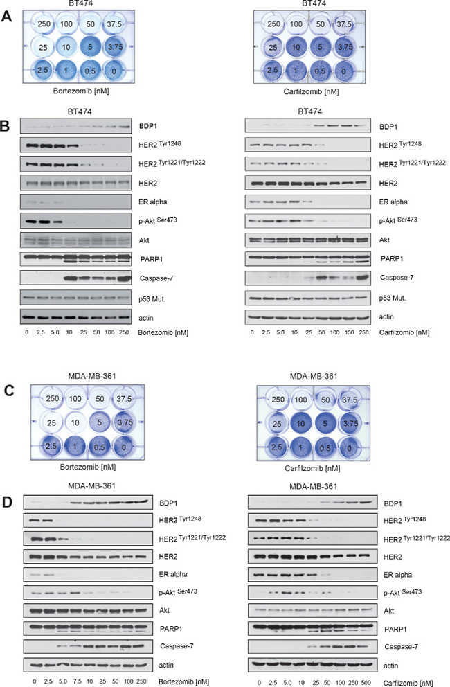 Carfilzomib and bortezomib inhibit HER2 autophosphorylation, block ER&#x03B1; expression and cause cell death in ER+/HER2-amplified breast cancer cells.