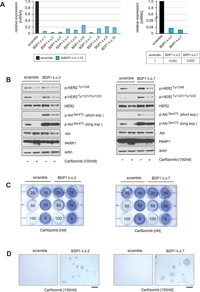 Knockdown of BDP1 attenuates PI-mediated inactivation of HER2 and its downstream target Akt.