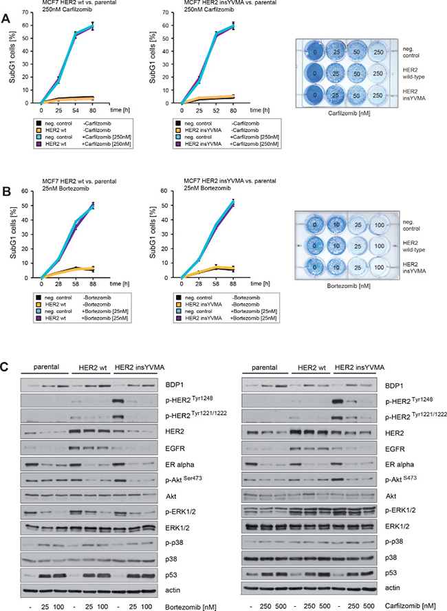 Neither enforced expression of HER2 wt nor constitutively active HER2 insYVMA can protect ER+ breast cancer cells from carfilzomib or bortezomib induced cell death.