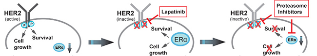 Schematic model of how proteasome inhibitors disrupt bi-directional HER2/ER&#x03B1; cross-talk signaling pathways in lapatinib-resistant ER+/HER2+ breast cancer cells.