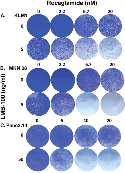 c-FLIP inhibitor increased LMB-100 cell killing.