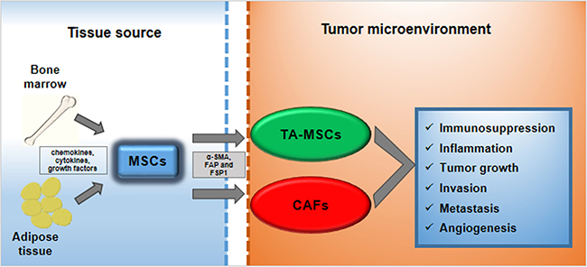 MSCs trans-differentiation into tumor microenvironment.