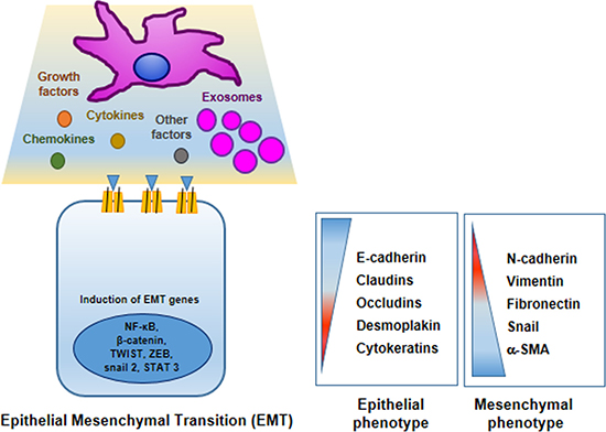Mesenchymal stem cells promote cancer cell epithelial&#x2013;mesenchymal transition (EMT).