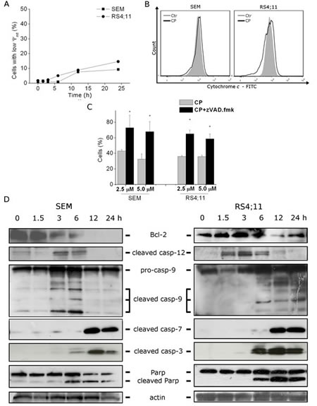 FIGURE 2: CP induces caspase-dependent apoptosis without mitochondria involvement.