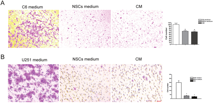 Invasive ability of tumor cell in the co-cultured system.