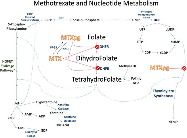 Methotrexate pathway