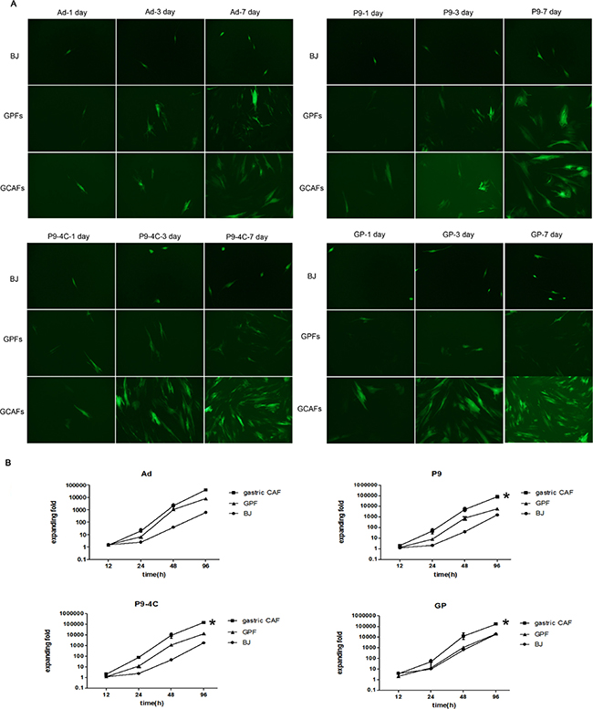 Comparison for the reproductions of four hexon-chimeric oncolytic adenovirus (P9, P9-4C, GP and Ad) in BJ cells, GPFs and gastric CAFs.