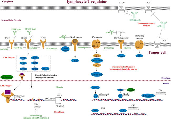 Targeting the growth factor receptors and PARP in TNBC and the important roles of Notch, Wnt/&#x03B2;-catenin, Hedge-hog and TGF-&#x03B2; signaling pathways in TNBC.