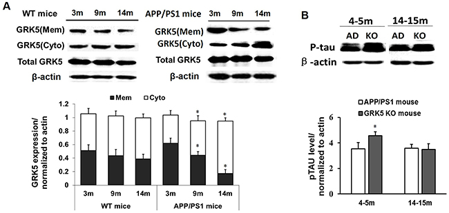 GRK5 translocation from the membrane to the cytosol in the hippocampus of aged APP/PS1 transgenic mice.